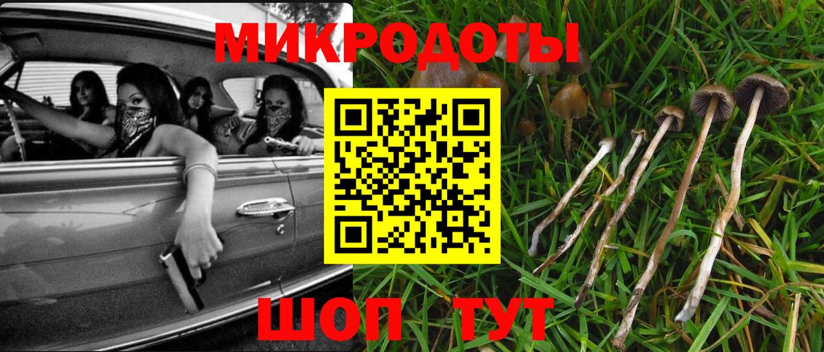 Галлюциногенные грибы Psilocybe Кузнецк